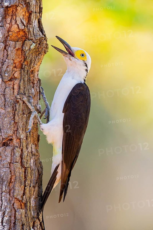 White woodpecker (Melanerpes candidus) Pantanal Brazil