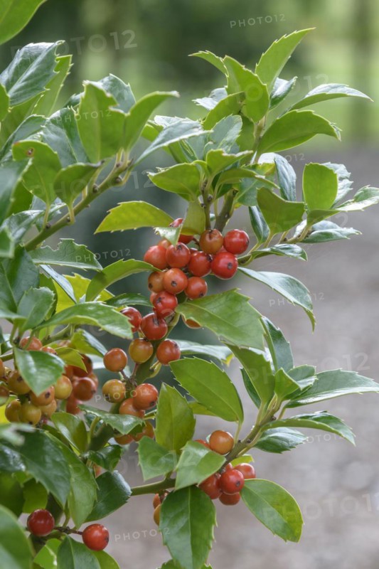 Holly (Ilex × meserveae HECKENFEE), State Institute for Agriculture and Horticulture, Ditfurt, Saxony-Anhalt, Germany