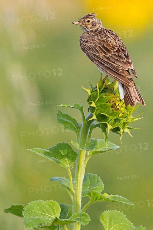 Feldlerche, Eurasian Sky Lark, Skylark, Sky Lark, Eurasian Skylark, Alauda arvensis, Alouette des champs, Alondra Común