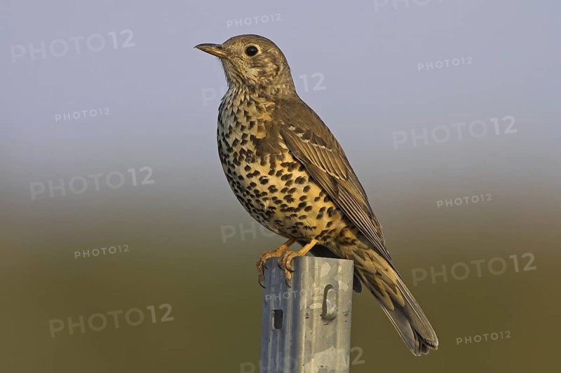 Mistle Thrush (Turdus viscivorus), Rhineland-Palatinate, Germany