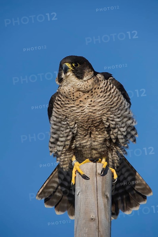 Peregrine Falcon (Falco peregrinus) captive, perched on a post, Saxony, Germany