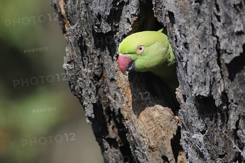 Rose-ringed Parakeet (Psittacula krameri), Keoladeo National Park, India