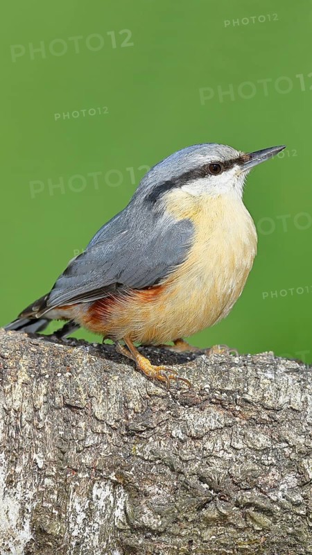 Nuthatch (Sitta europaea) sitting on a fallen birch trunk, Animals, Birds, Siegerland, North Rhine-Westphalia, Germany