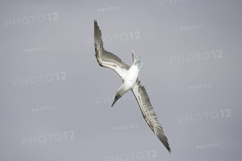 Blue-footed Booby (Sula nebouxii), Galapagos, Ecuador