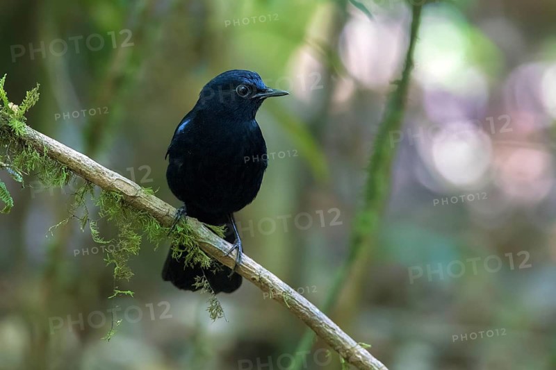 White-tailed Robin (Myiomela leucura) male perched on a branch, Bidoup National Park, Vietnam