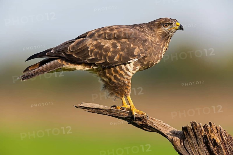 Buzzard, (Buteo buteo), animals, bird, bird of prey, buzzard, hawk family, biotope, habitat, perch, Beindersheim, Bad Dürkheim district, Rhineland-Palatinate, Federal Republic of Germany