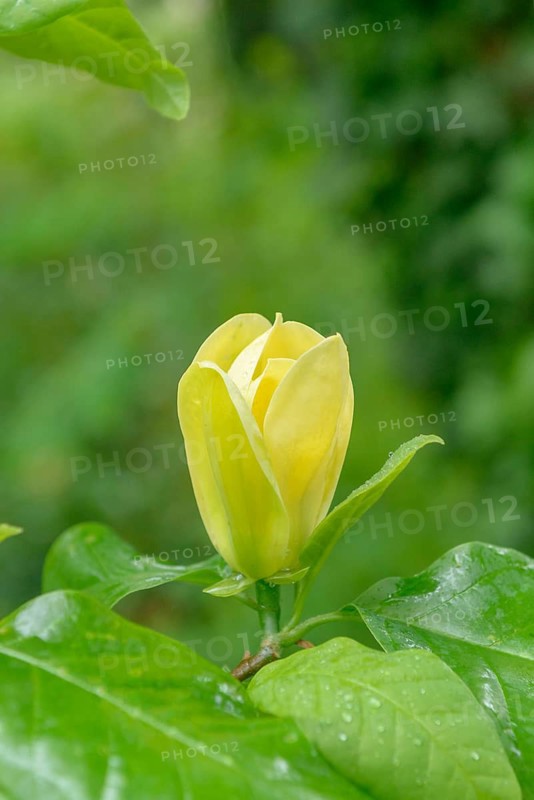 Magnolia × brooklynensis 'Yellow Bird', palace gardens, Markleeberg, Saxony, Germany