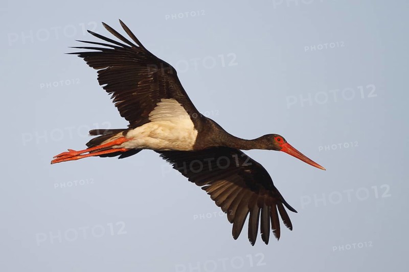 Black Stork (Ciconia nigra) flying, Greece