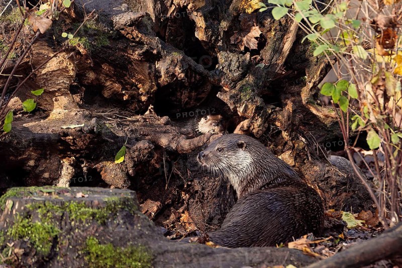 Adult Eurasian otter (Lutra lutra) resting at tree roots with young cub peeking from den in natural woodland habitat, Greater Poland, Poland