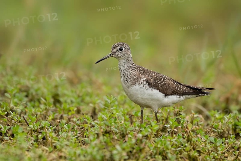 Solitary Sandpiper (Tringa solitaria), Texas, USA