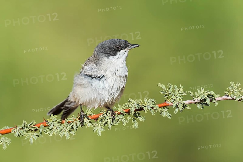 Lesser Whitethroat (Sylvia curruca), Eilat, Israel