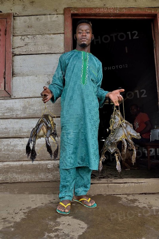 Frog catcher with live Goliath frogs (Conraua goliath), largest frog in the world, Kolla in Nkongsamba, Littoral Province, Cameroon