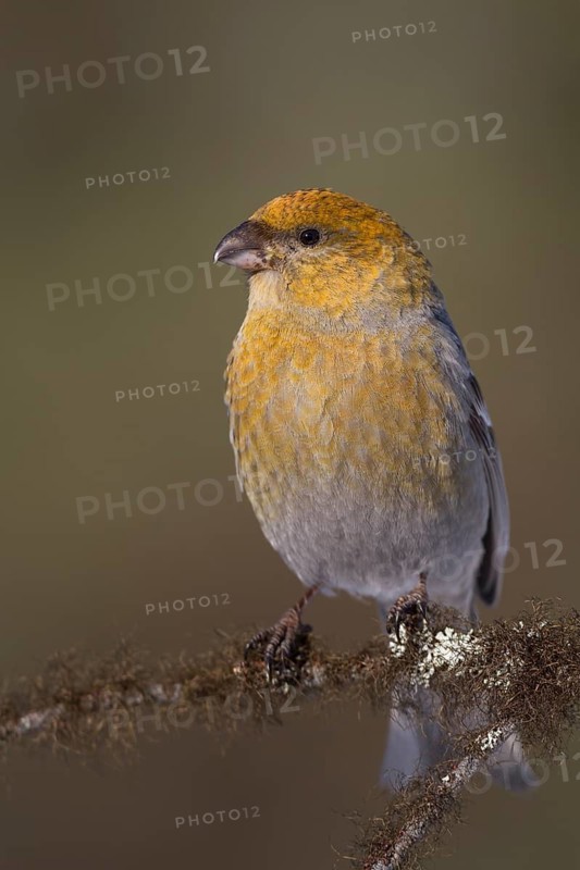 Pine Grosbeak - Hakengimpel - Pinicola enucleator, Finland
