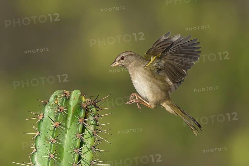 Olive Sparrow (Arremonops rufivirgatus) approaching a cactus, Texas, USA