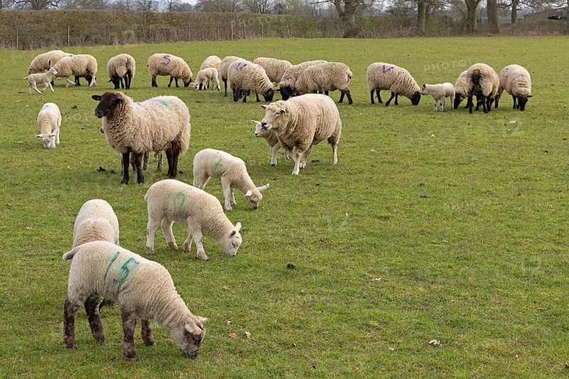 Sheep, lambs, sheep pasture, public footpath, Moreton-in-Marsh, Cotswolds, England, Great Britain