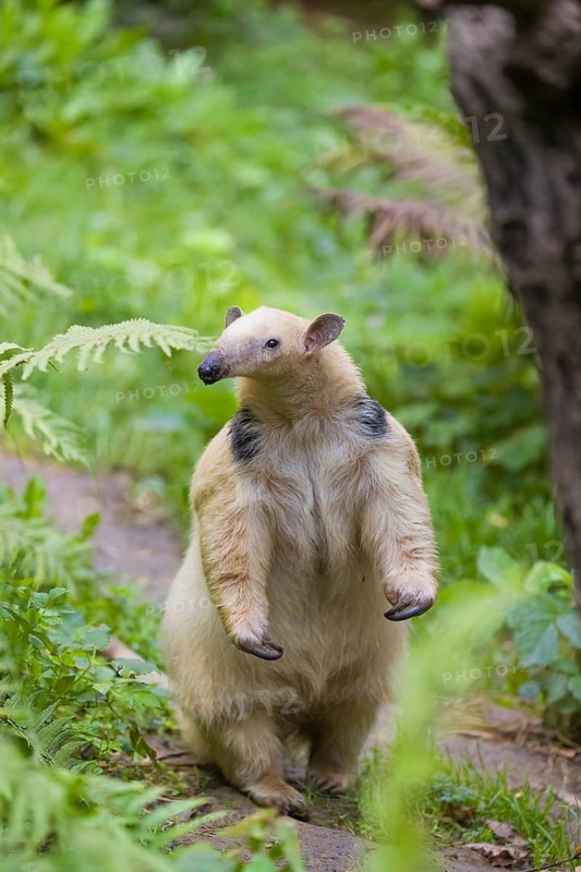 One southern tamandua (Tamandua tetradactyla), standing tall, sniffing something
