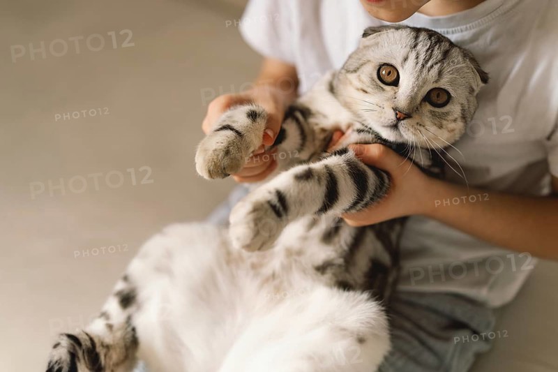 A charming Scottish Fold cat lies comfortably in its owner's arms, showcasing its distinctive folded ears and striped fur. Perfect for cat lovers and pet enthusiasts