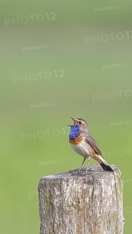 Bluethroat (Luscinia svecica cyanecula), male, singing on a pasture fence post, wildlife, Lembruch, Ochsen Moor, Dümmer nature park Park, Lower Saxony, Germany