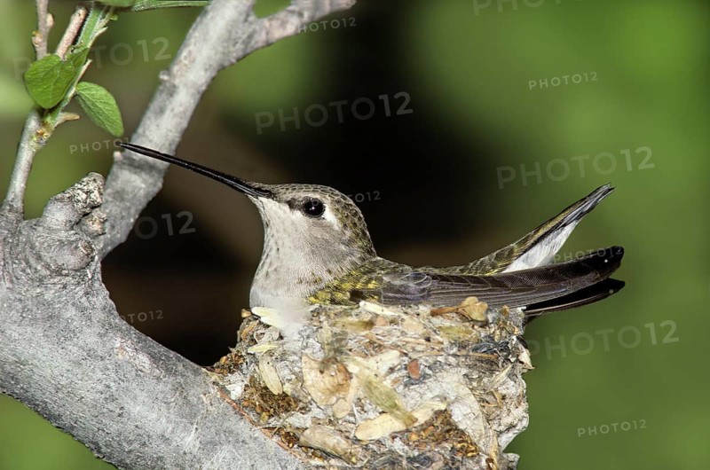 Black-chinned Hummingbird Archilochus alexandri Tucson, ARIZONA, United States April Adult Female on nest. Trochilidae