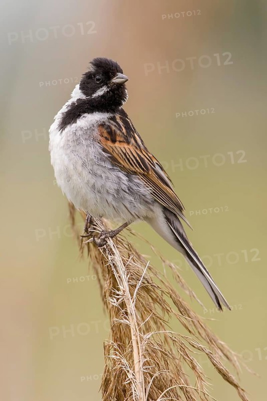 Common Reed Bunting (Emberiza schoeniclus) male perched on a reed stalk, Poland