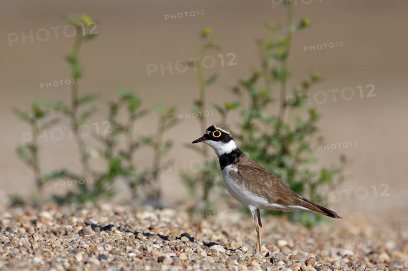Little Ringed Plover (Charadrius dubius), Saxony-Anhalt, Germany