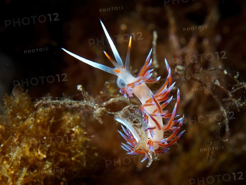 Coloured nudibranch with tentacles, migratory thread snail (Cratena peregrina), on plant, dive site peninsula Giens, Mediterranean Sea, Porquerolles, Provence, Côte d'Azur, France
