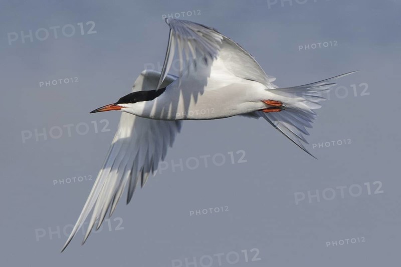 Common Tern (Sterna hirundo) flying, Texel, Netherlands