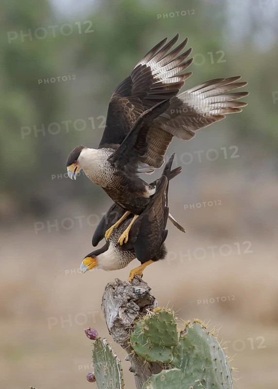 Northern Crested Caracara (Caracara cheriway) pair mating, Texas, USA