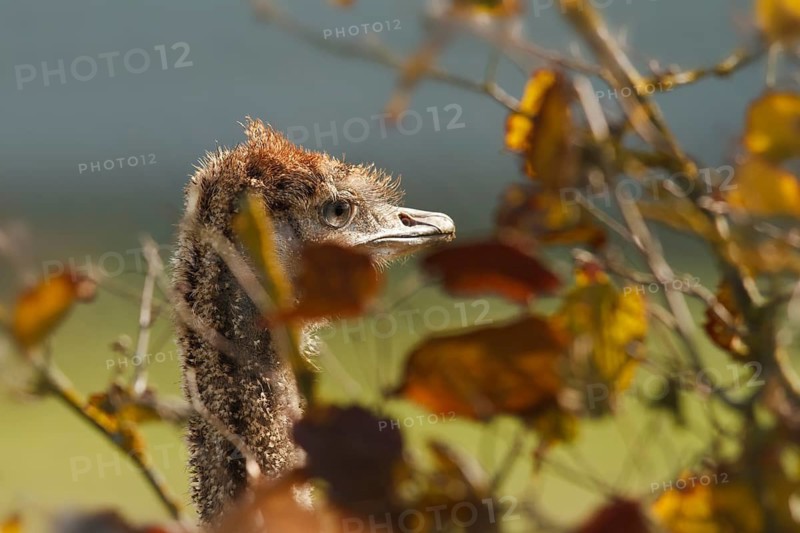 Common Ostrich (Struthio camelus) juvenile, Rhineland-Palatinate, Germany