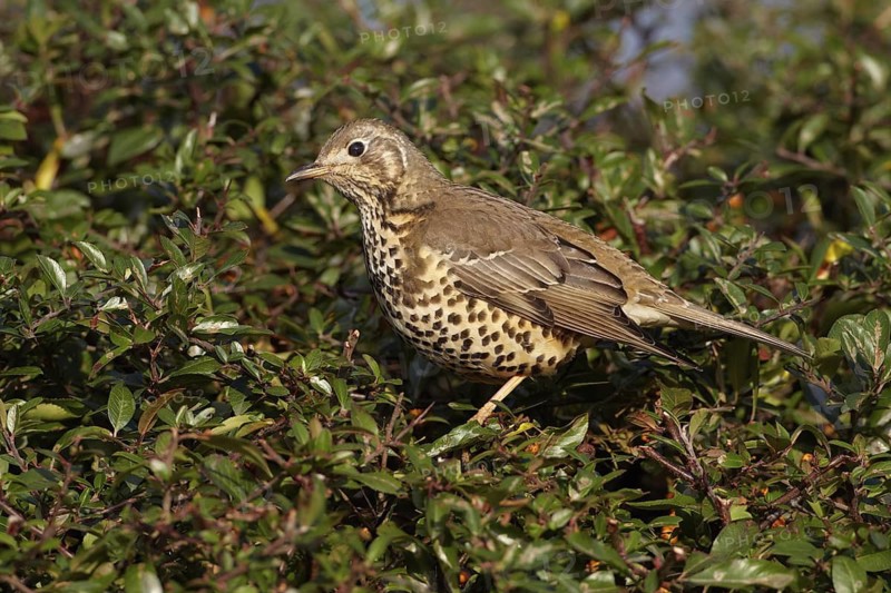 Mistle Thrush (Turdus viscivorus), Wirral, United Kingdom