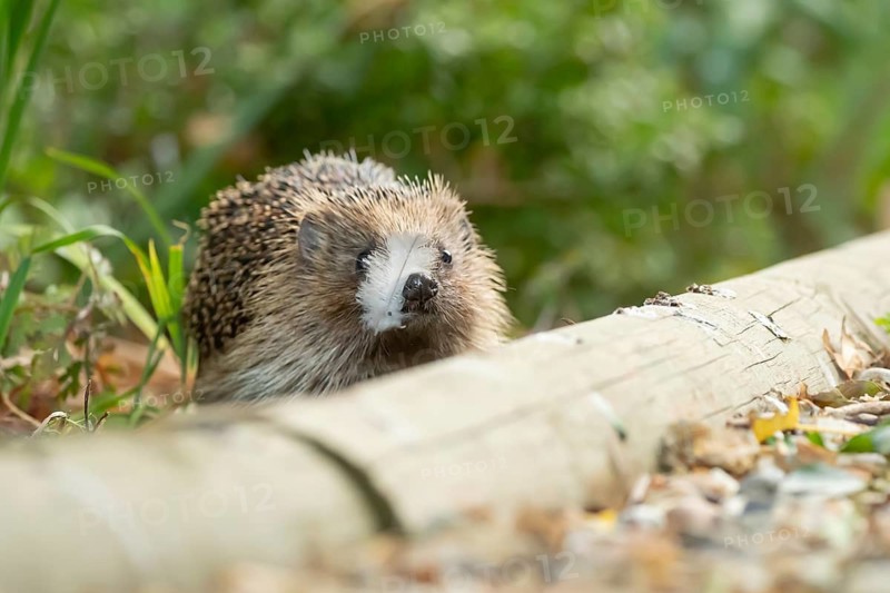 European hedgehog (Erinaceus europaeus) adult animal in a garden border with a feather on its nose in summer, England, United Kingdom