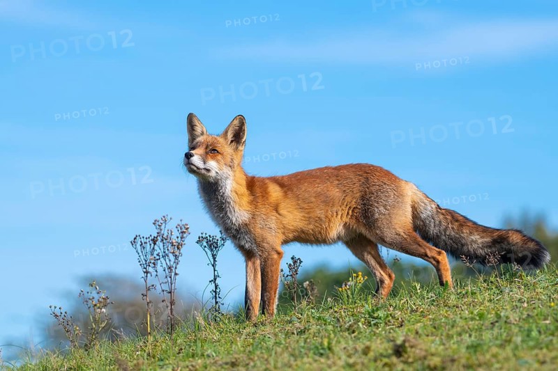 Attentive fox (Vulpes vulpes) on a tree, Zandvoort, Netherlands