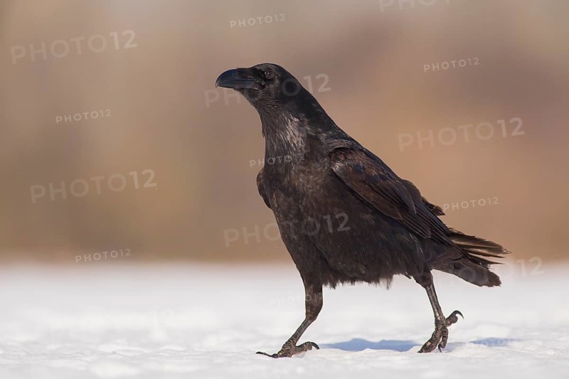 Northern Raven (Corvus corax) walking on snow, Subotica, Serbia