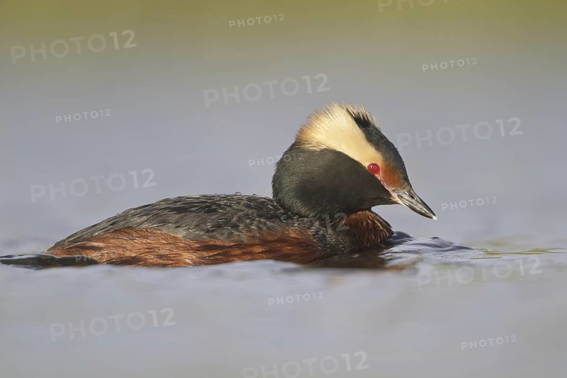 Horned Grebe (Podiceps auritus), Saskatchewan, Canada