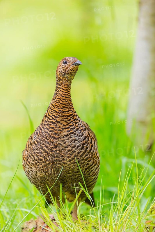 A female Black Grouse (Tetrao tetrix) stands on a green meadow