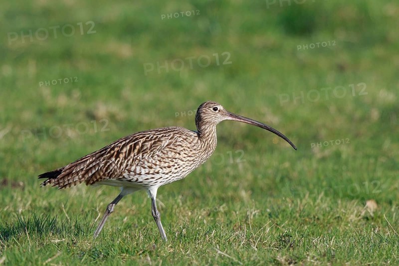 Eurasian Curlew (Numenius arquata) female foraging, North Rhine-Westpalia, Germany