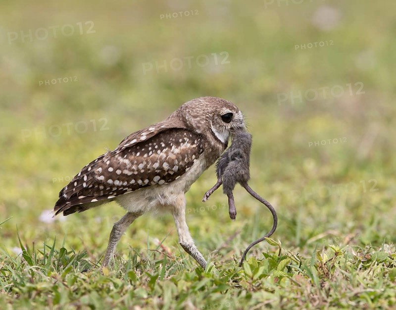 Burrowing Owl (Athene cunicularia) with captured mouse in its beak, Florida, USA