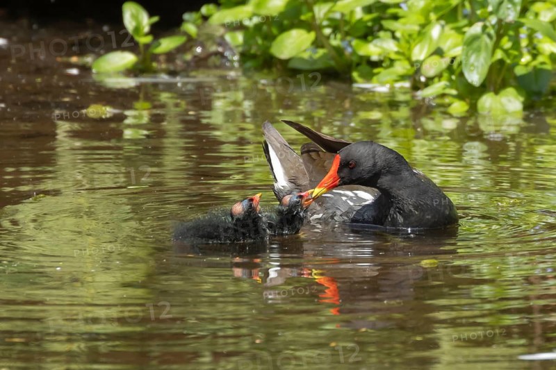 Moorhen (Gallinula chloropus) adult bird feeding two juvenile baby birds on a pond in summer, Somerset, England, United Kingdom