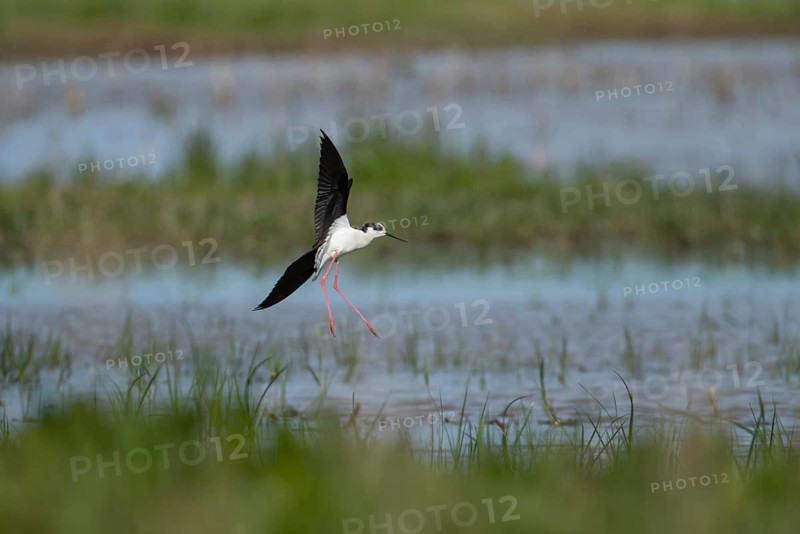 Black winged stilt (Himantopus himantopus) adult wading bird in flight landing in a shallow lagoon in spring, RSPB Frampton marsh nature reserve, Lincolnshire, England, United Kingdom