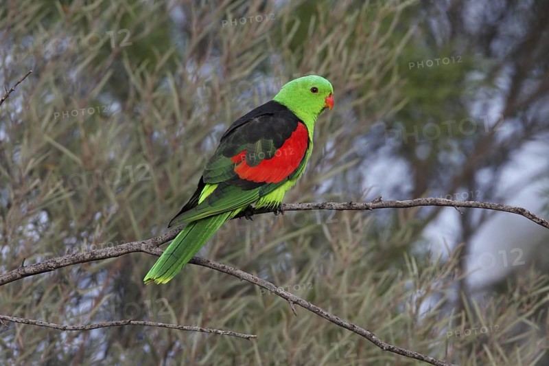 Red-winged Parrot (Aprosmictus erythropterus) male perched on a branch, Queensland, Australia