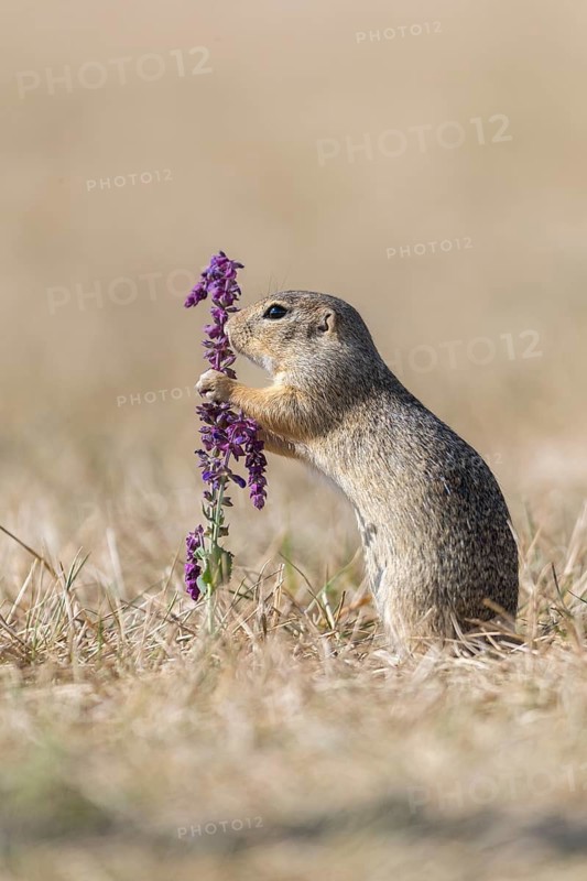 One European ground squirrel (Spermophilus citellus) or European souslik standing erected in dry grass next to a woodland sage (Salvia nemorosa)