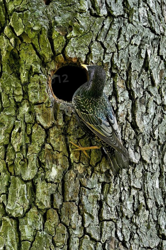 Starling (Sturnus vulgaris), at nesting cavity, Flachsee nature reserve, Reusstal, Freiamt, Canton Aargau, Switzerland
