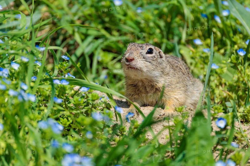 A fully grown ground squirrel (Spermophilus citellus) sits in a green meadow on a sunny day, intently observing its surroundings. Austria
