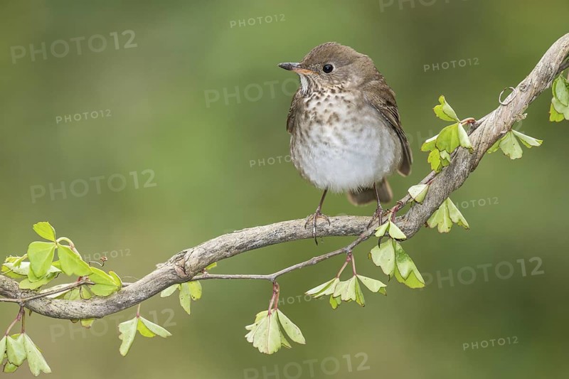 Grey-cheeked Thrush (Catharus minimus) perched on a branch, Texas, USA