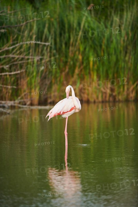 Greater Flamingo (Phoenicopterus roseus) standing in the water, Parc Naturel Regional de Camargue, France