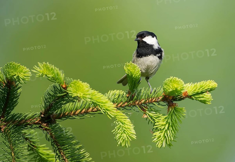 Coal Tit (Periparus ater), Saxony, Germany