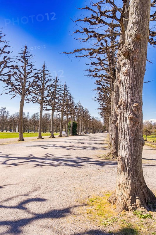 Alley of bare trees and shade under a clear sky on a calm spring day, Schwetzingen Palace Gardens, Germany