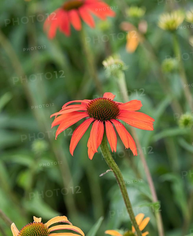 Red coneflower (Echinacea 'Tomato Soup'),  Germany