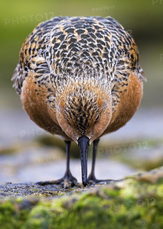Red Knot (Calidris canutus) foraging, Asturias, Spain