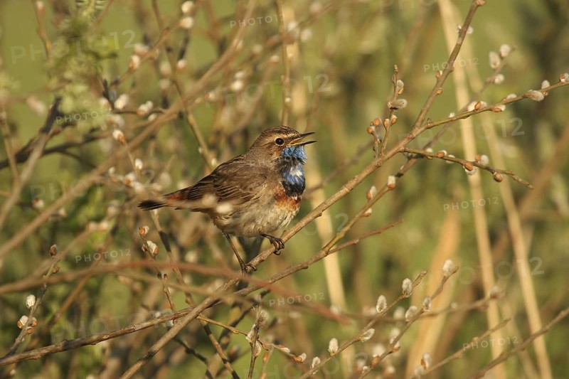 Bluethroat (Luscinia svecica cyanecula), Lower Saxony, Germany